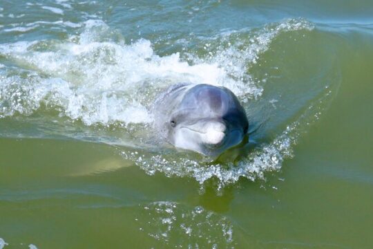 Hilton Head Island Dolphin Boat Cruise