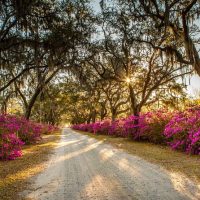 Bus & Minivan Tours