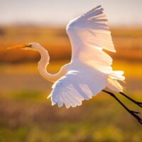 Eco Tours