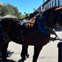 Horse Carriage Rides