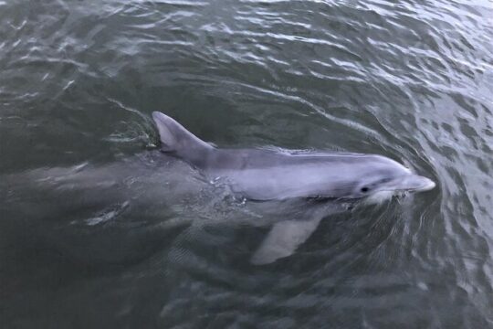 Savannah Coastal Dolphin Eco Tour