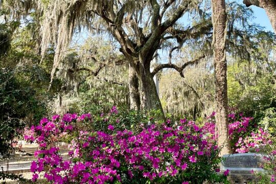 Explore Bonaventure Cemetery with Guided Walking Tour