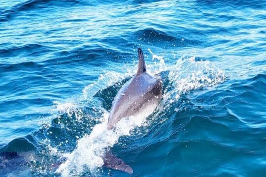 Two Hour Coastal Sailing Cruise
